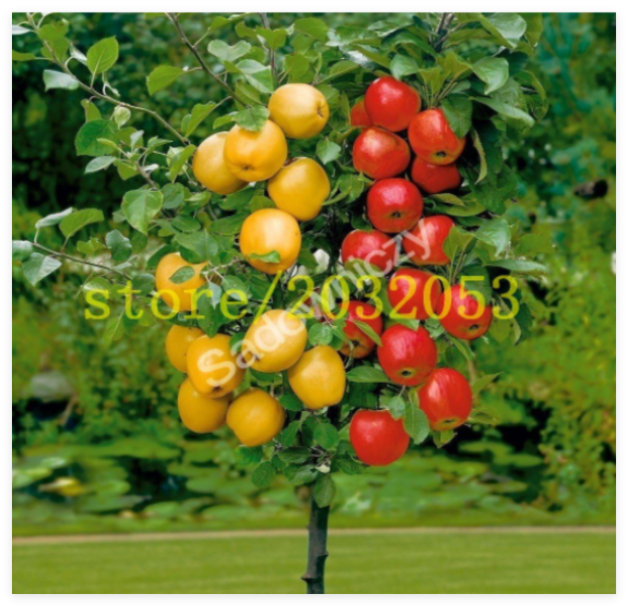 Apple Tree Dwarf Seed Apple Tree Mini Fruit for Home Garden Planting