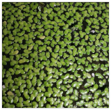 Floating Seeds Aquarius: Duckweed Lemna Large Portion
