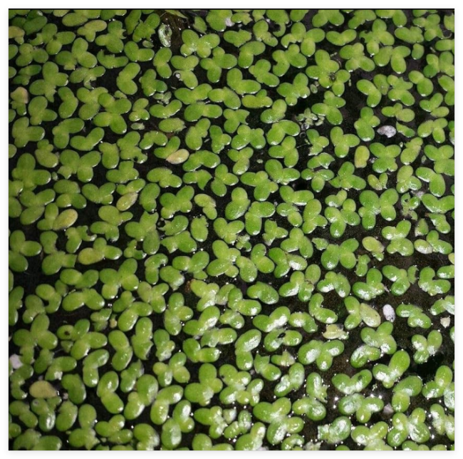 Floating Seeds Aquarius: Duckweed Lemna Large Portion
