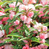 IMP05 Mixed Color Balsam Seeds - Bright & Beautiful Impatiens Balsamina for Stunning Gardens