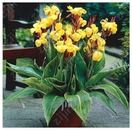 Multi-Color Perennial Canna Flower Plant Seeds