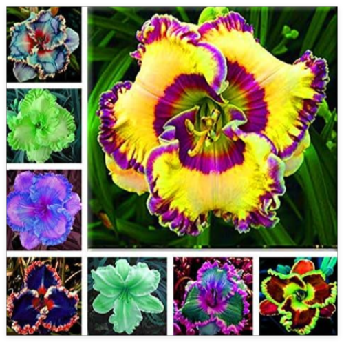 Mixed China Hybrid Daylily Flowers Hemerocallis Lily Outdoor Plant Seeds
