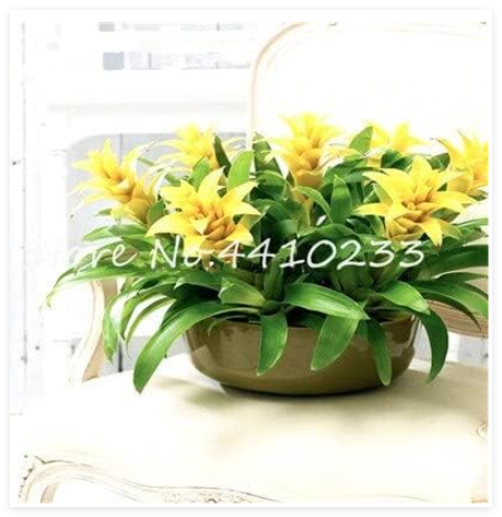 Colorful Cactus Bromeliad Succulent Seed Courtyard Mini Plant Succulent Seed DIY Home Garden