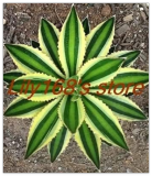 Agave Seed Rare Juicy Seed