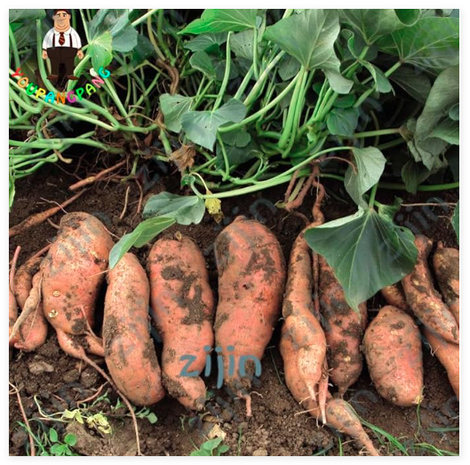 Sweet Potatoes Seed Ipomoea Batatas Ingredients Organic Non-GMO Vegetable