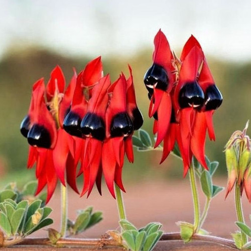 Grow Sturt's Desert Pea – Unique Australian Wildflower Seeds for Arid Gardens