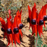 Grow Sturt's Desert Pea – Unique Australian Wildflower Seeds for Arid Gardens