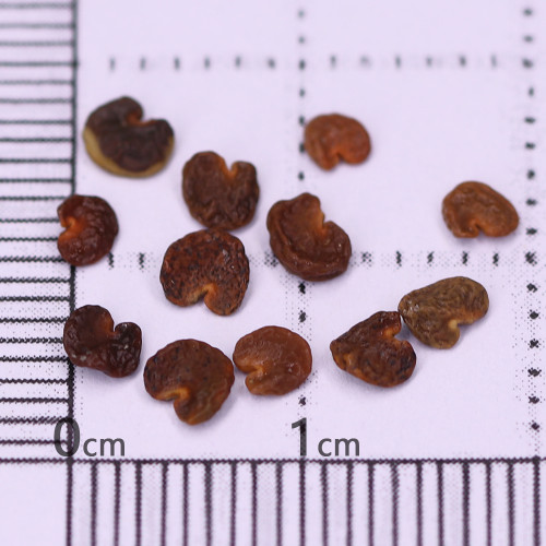 Grow Sturt's Desert Pea – Unique Australian Wildflower Seeds for Arid Gardens