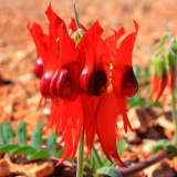 Grow Sturt's Desert Pea – Unique Australian Wildflower Seeds for Arid Gardens