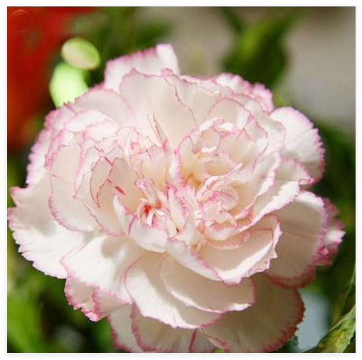 Carnation Seeds (Color 20)
