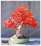Red Oak Tree Seed Quercus Alba Acorns Seed for Home Garden