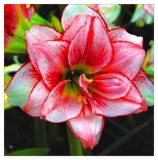 Amaryllis Bulb (Color 14)