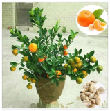 Citrus Reticulata Seed Potted Edible Organic Orange Fruit