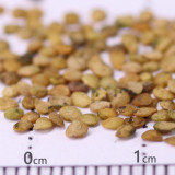 Black Nightshade Plant (Solanum nigrum) – Edible Berries, Traditional Medicine, and Ornamental Herb