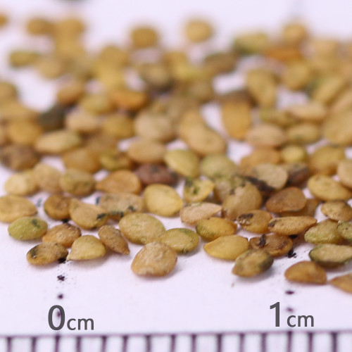 Black Nightshade Plant (Solanum nigrum) – Edible Berries, Traditional Medicine, and Ornamental Herb