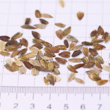 ZIN04 Double-Flowered Zinnia Seeds – Vivid Pink, Elegant Annual Blooms for Garden Borders & Cut Flowers