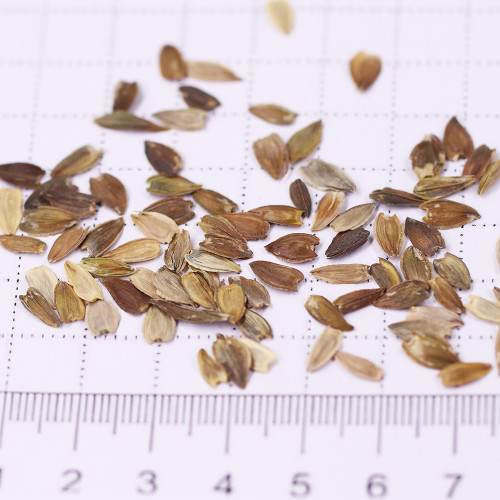 ZIN04 Double-Flowered Zinnia Seeds – Vivid Pink, Elegant Annual Blooms for Garden Borders & Cut Flowers