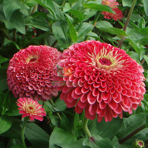 ZIN04 Double-Flowered Zinnia Seeds – Vivid Pink, Elegant Annual Blooms for Garden Borders & Cut Flowers