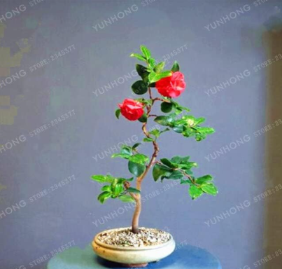Mini Rose Seed Miniature Rose Seed A Little Cute Plants for Miniature Garden Plant Potted Baby Gift