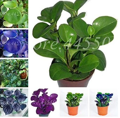 Spring Bonsai Peperomia Tetraphylla Plant Seeds Mixed