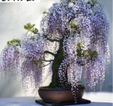 Wisteria Tree Seeds, White-Purple ColorS