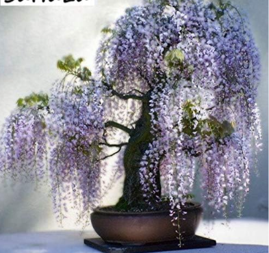 Wisteria Tree Seeds, White-Purple ColorS