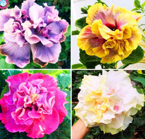 Double Flap Hibiscus Flower Tree Perennial Garden Flower Seeds