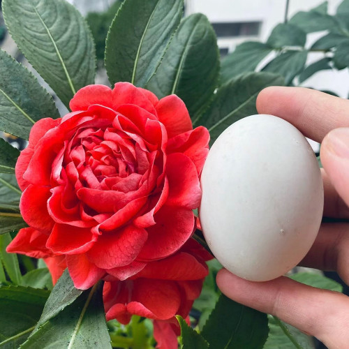 Premium 'Buddha's Hand' Double Impatiens Seeds - Large Red Blooms, 40-50 cm Height, Long-Lasting Flowers