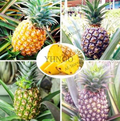 pineapple flores Seed Organic fruit plantas sweet fruit food plant pot for home garden