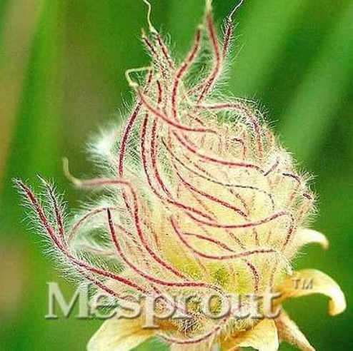 Prairie Smoke Seed Windowsill Garden Terrace Roof Fruit Seed