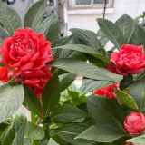Premium 'Buddha's Hand' Double Impatiens Seeds - Large Red Blooms, 40-50 cm Height, Long-Lasting Flowers