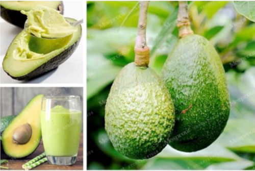 Rare Avocado Seeds