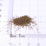 Mixed Eustoma (Lisianthus) Seeds – High Germination Rate