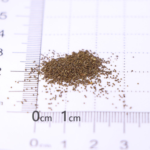 Mixed Eustoma (Lisianthus) Seeds – High Germination Rate