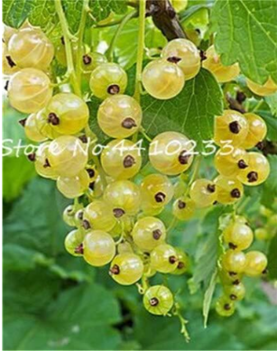 Gooseberry Seed Fruit, Juicy Currant Organic Sweet Fruit Seeds