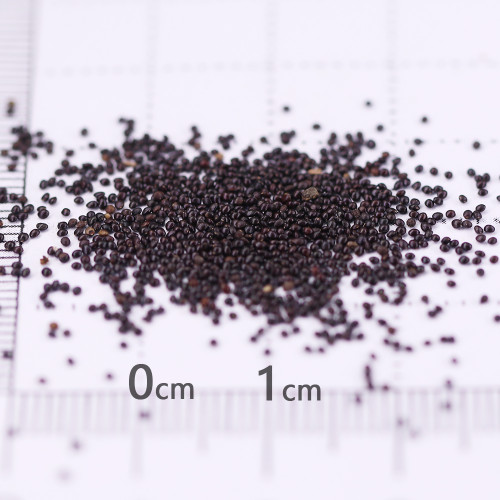 Coleus Blumei Seeds, #COL03 Red