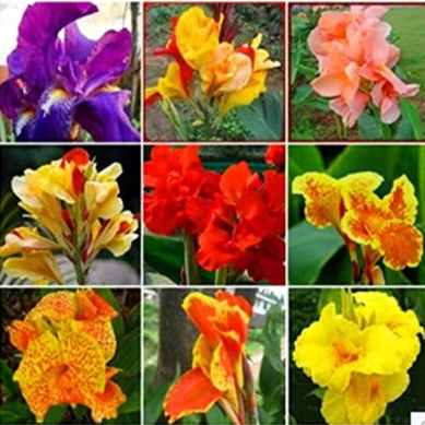 Canna Seed DIY Potted Plant Seeds Mixed