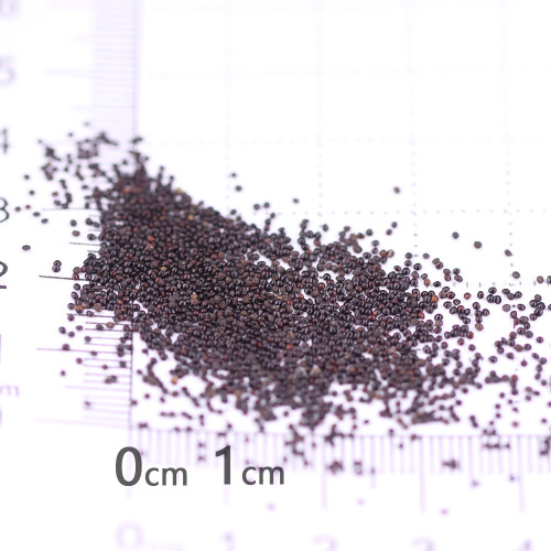 Coleus Blumei Seeds, #COL05 Yellow