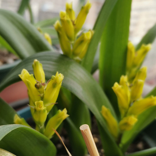 Lachenalia reflexa Seeds – Rare South African Bulbous Plant from Bellfarm®