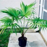 Palm Tropical Outdoor Evergreen Fan-shaped Seeds