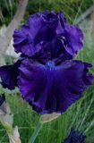 Bonsai Iris Flower Perennial Rare Bearded Iris Outdoor Potted Nature Plant Seeds