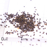 Echinopsis Cactus Seeds Mixed, Easy-Care Large Bloom, Indoor & Balcony Decor, Year-Round Flowering Greenery