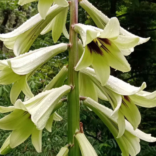 Cardiocrinum giganteum var. yunnanense Seeds – Rare Yunnan Giant Lily for Exotic Gardens