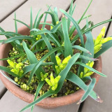 Lachenalia reflexa Seeds – Rare South African Bulbous Plant from Bellfarm®
