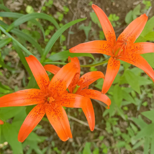 LiliumLilium concolor var. pulchellum Seeds – Grow Rare Hime-Yuri Lilies with Scarlet and Yellow Blooms