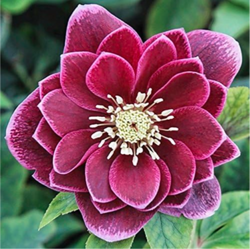 Helleborus Seed Winter Rose Flower Grow in Winter Rare Flower Seed (Color 4)