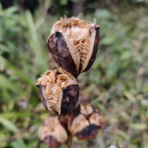 Cardiocrinum giganteum var. yunnanense Seeds – Rare Yunnan Giant Lily for Exotic Gardens