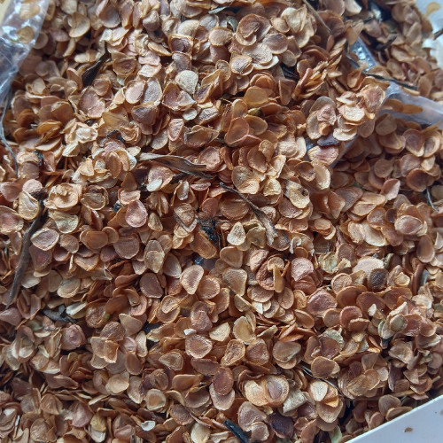 LiliumLilium concolor var. pulchellum Seeds – Grow Rare Hime-Yuri Lilies with Scarlet and Yellow Blooms