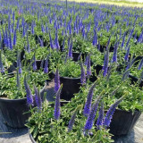 Spike Speedwell Seeds, #Ver01 Blue