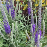 Spike Speedwell Seeds, #Ver01 Blue